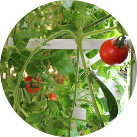 Tomato on green vine